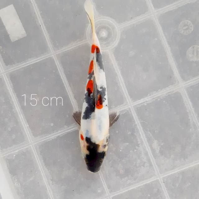 Doitsu kindai 15 cm