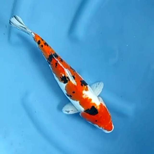 Sanke Doitsu 32 cm