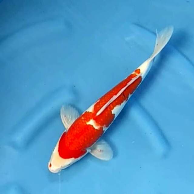 Sanke 33 cm