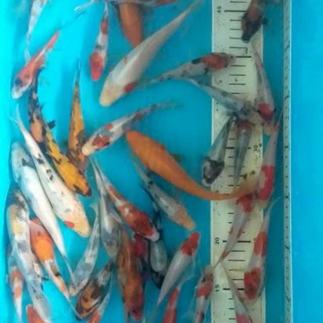 Paket mix showo 60 ekor