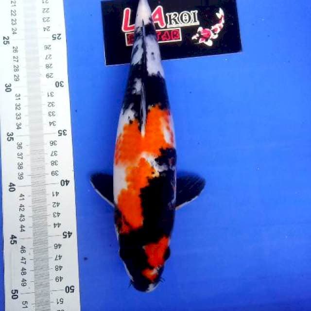 showa 33 cm