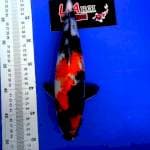 showa 33 cm