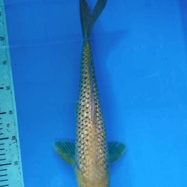 Midori Ginrin 43cm