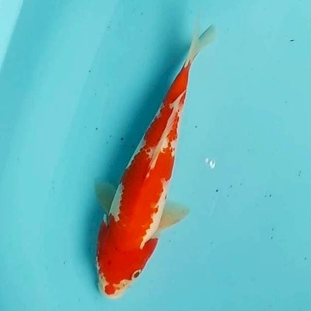 🔴25cm kohaku RED STRONG