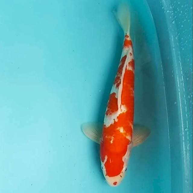 🔴34cm KUCIBENI KOHAKU semi HIKARI