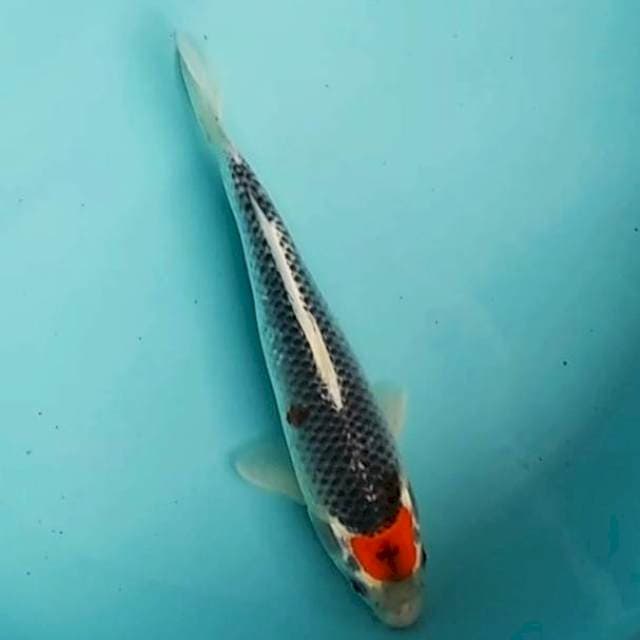 🔴25cm tancho goshiki ORIGINAL