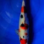 Sanke 35cm