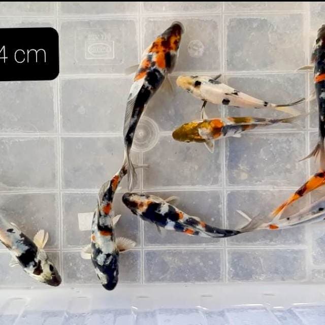Doitsu 10 ekor 10-14 cm