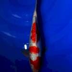 Sandan kohaku 30cm
