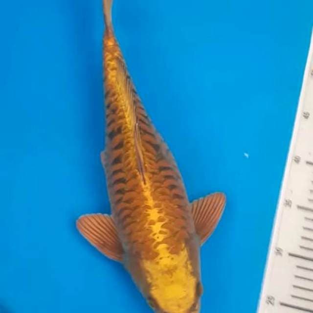 Mukasi gold 40bu