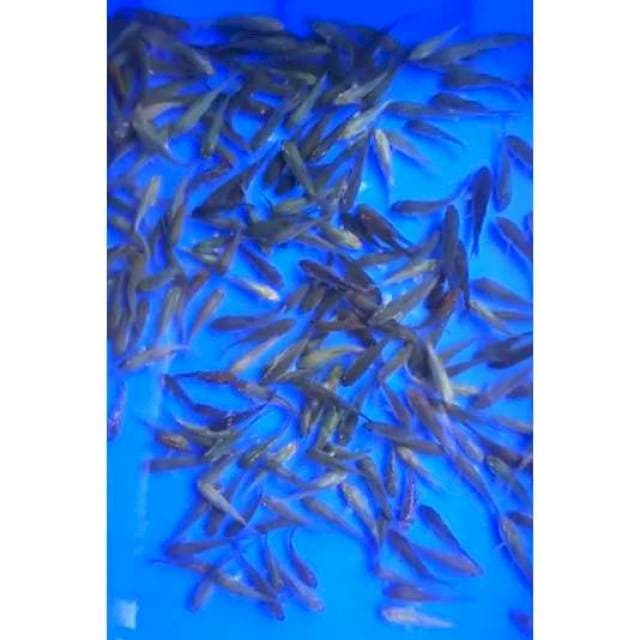 PAKET SORAGOI 5 - 6 Cm, 200 Ekor