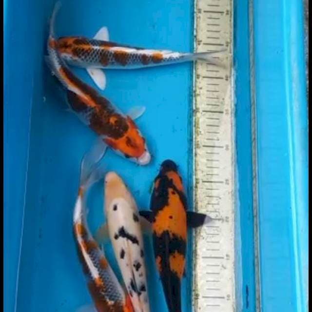 Mix 25-28cm