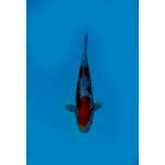 Benikumon SQ 20cm ready show