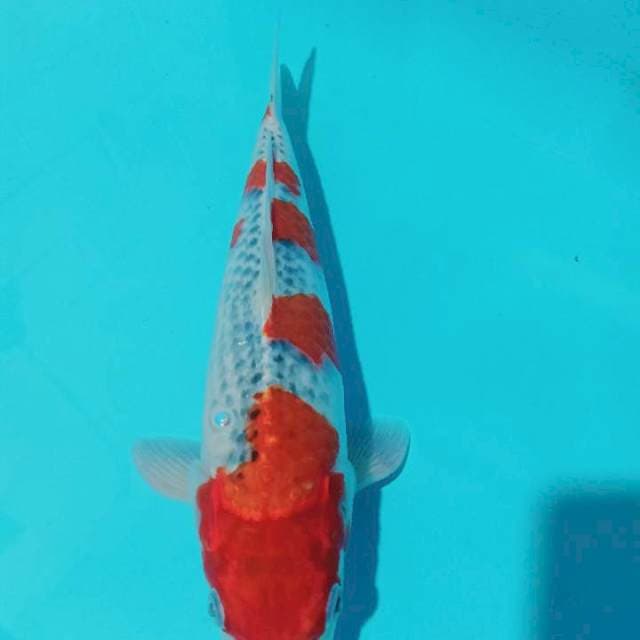Ghosiki