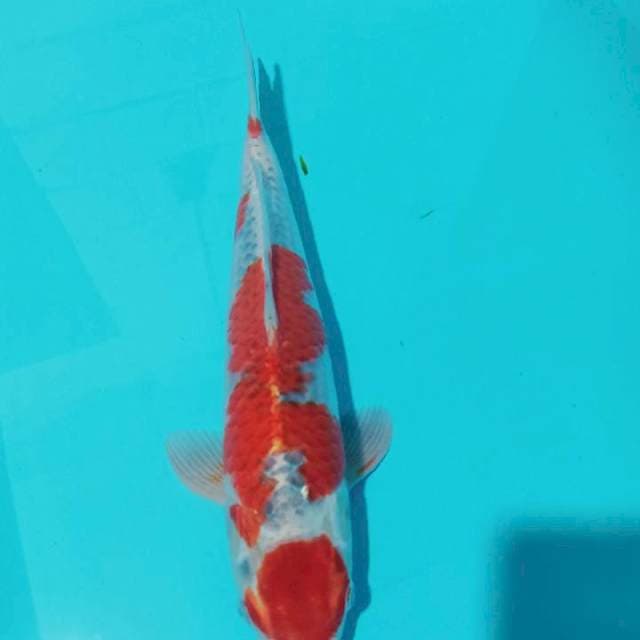 Ghosiki
