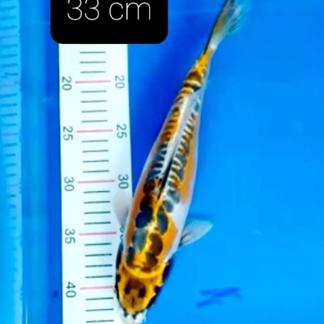 HQ 33 cm