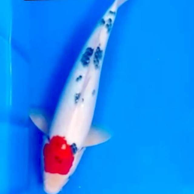 Tancho ori showa 38 cm