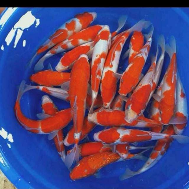 Paket kohaku 23-27 cm 25 ekor