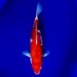 Kohaku 33cm