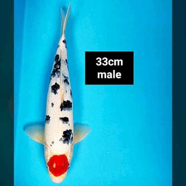 Tancho sanke strong 33cm male