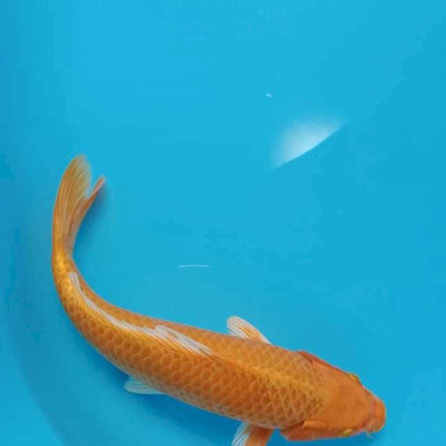 Yamabuki Ogon