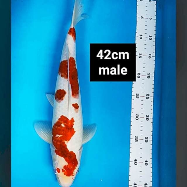 Ai goromo strong 42cm male