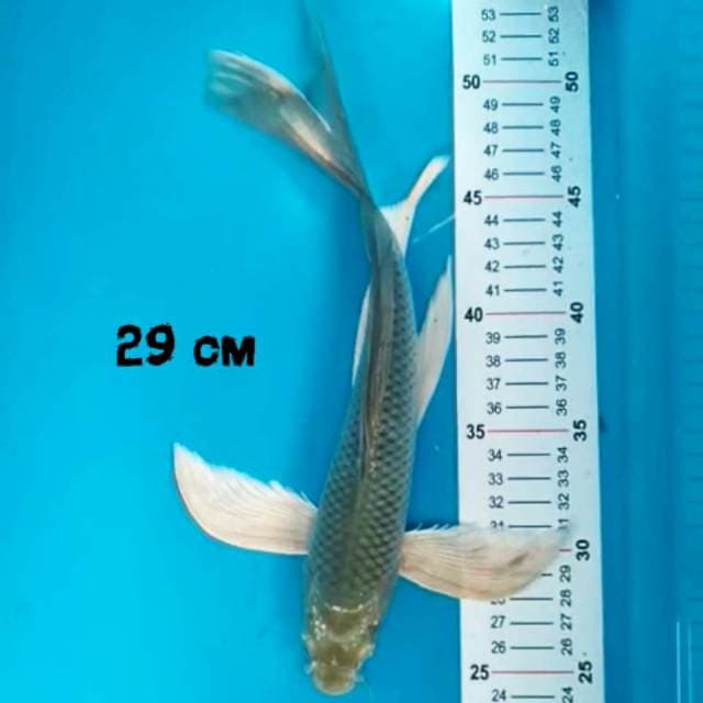 Kumpay Soragoi 29 cm