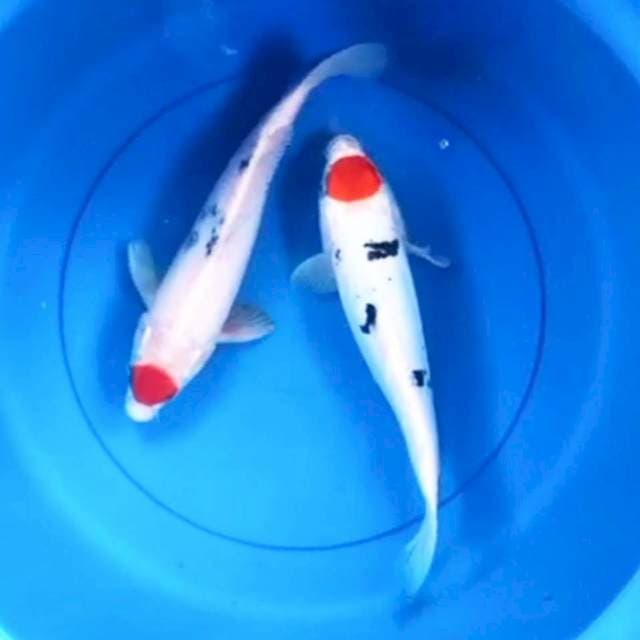 Tancho Sanke 28&29