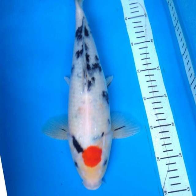 TANCO SANKE 35 cm