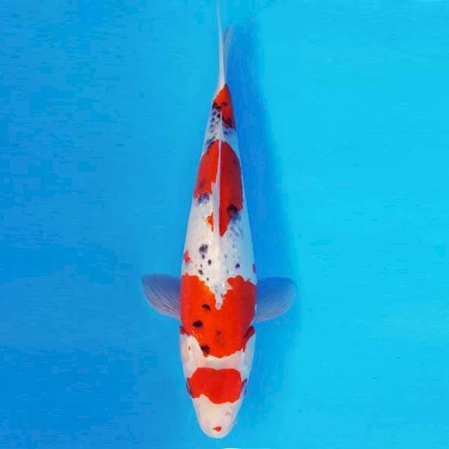 HANA 15 - Goshiki Tategoi ®