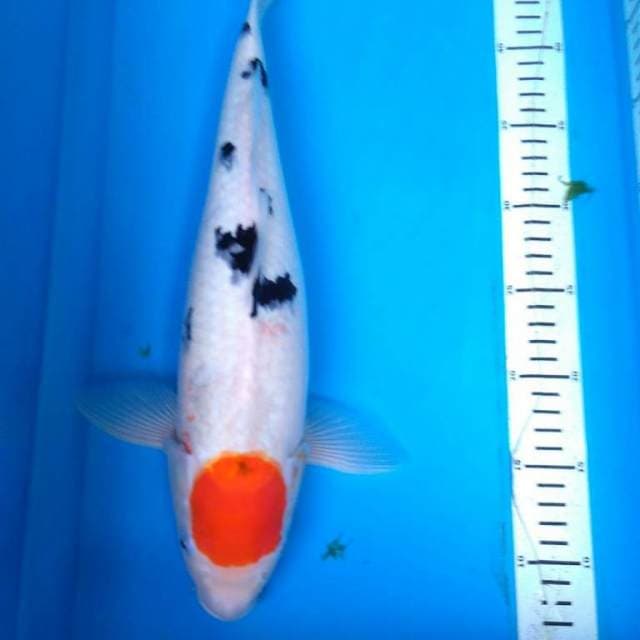 JUMBO TANCO SANKE 40 cm up
