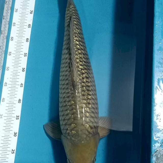Soragoi ginrin 67cm Jantan