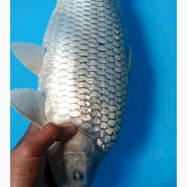 Soragoi ginrin punuk jumbo