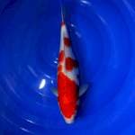 Kohaku 34 cm