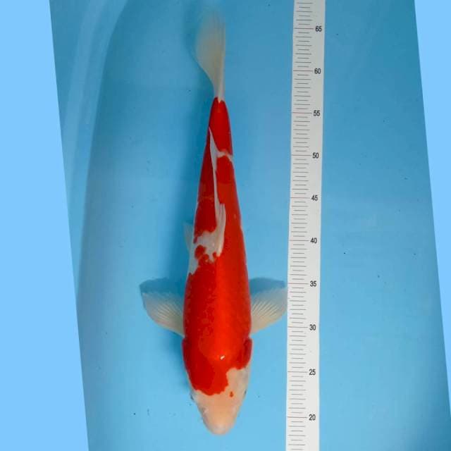 Kohaku