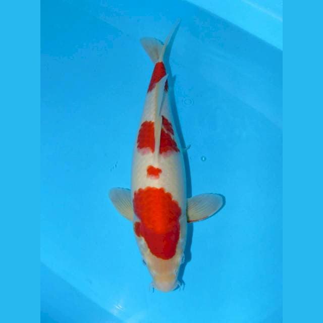 Deep Red, Female 40BU (38cm)