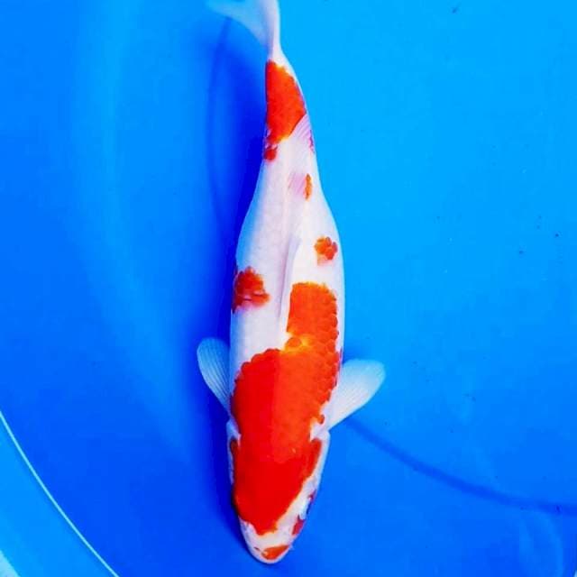 KOHAKU 31cm