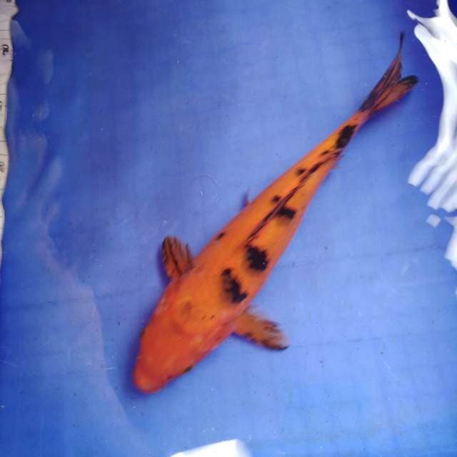 Aka bekko