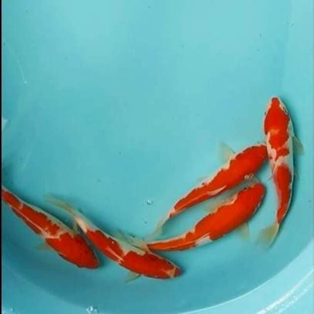 🆕 20_21cm 5e kohaku red strong