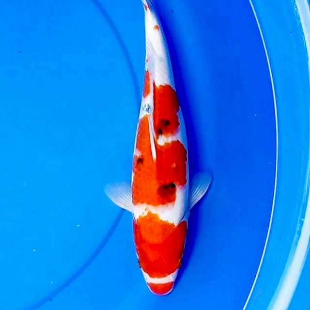 KUCIBENI SANKE 35cm
