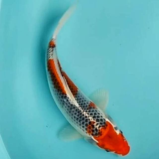 🆕30cm kujaku semi