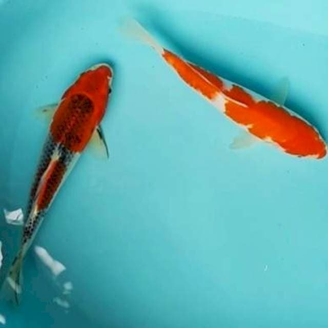 🆕25cm 2e kujaku, kohaku