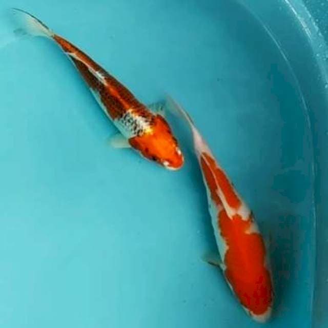 🆕 25cm 2e kujaku, kohaku red strong
