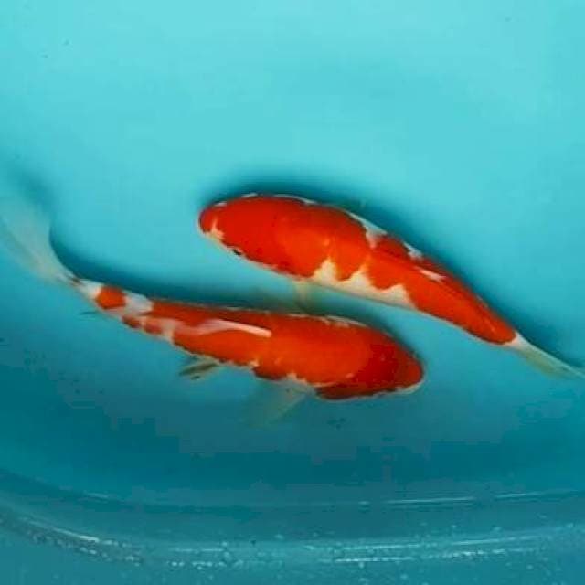 🆕25cm 2e kohaku red strong