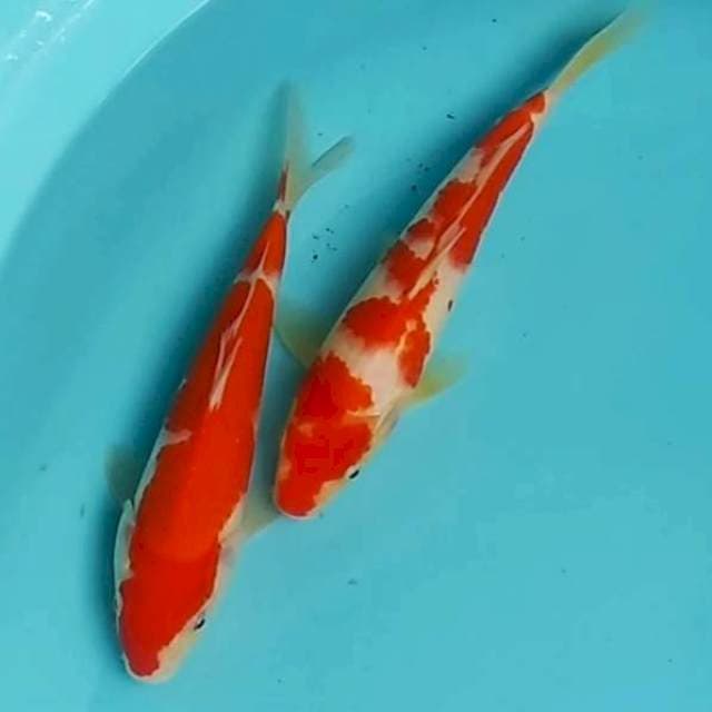 ✴️ 24cm 2e kohaku red strong