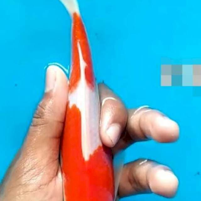 Koi mas jeje