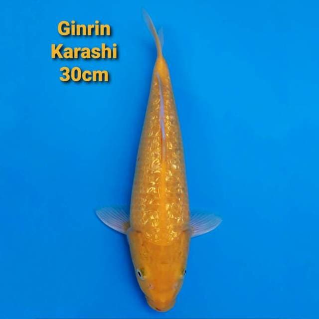 Karashi Ginrin 30cm