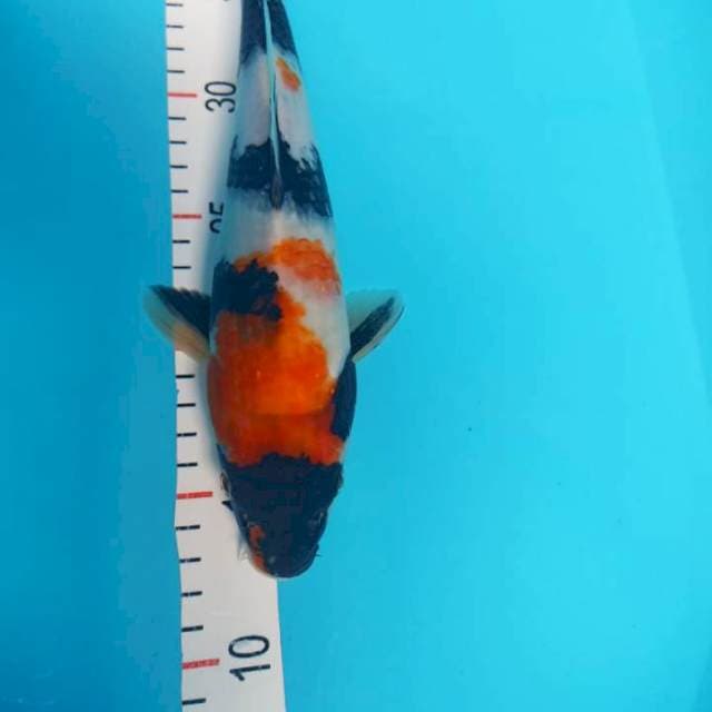 Showa 28 cm