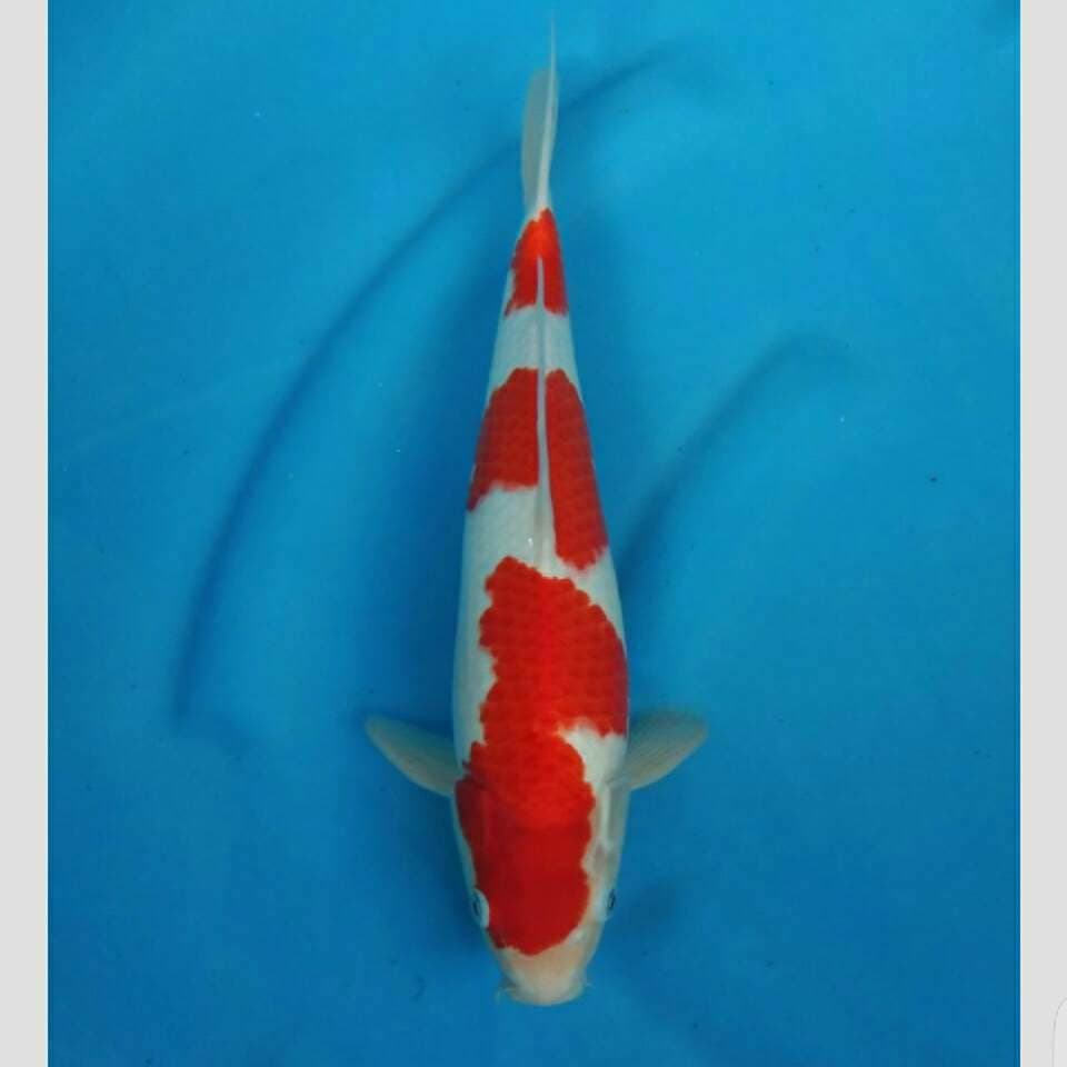 kohaku super koleksi