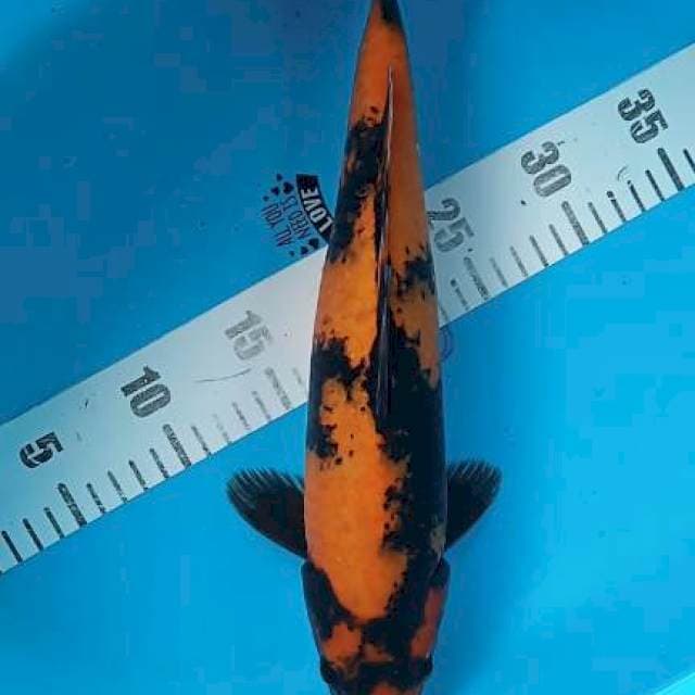 Utsuri 37cm